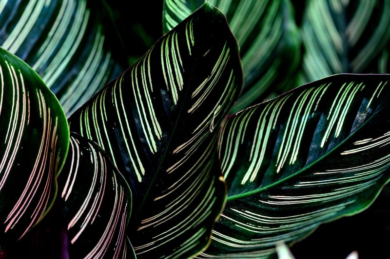 Calathea Orbifolia