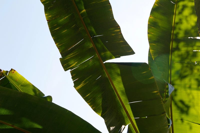 Parlor Palm